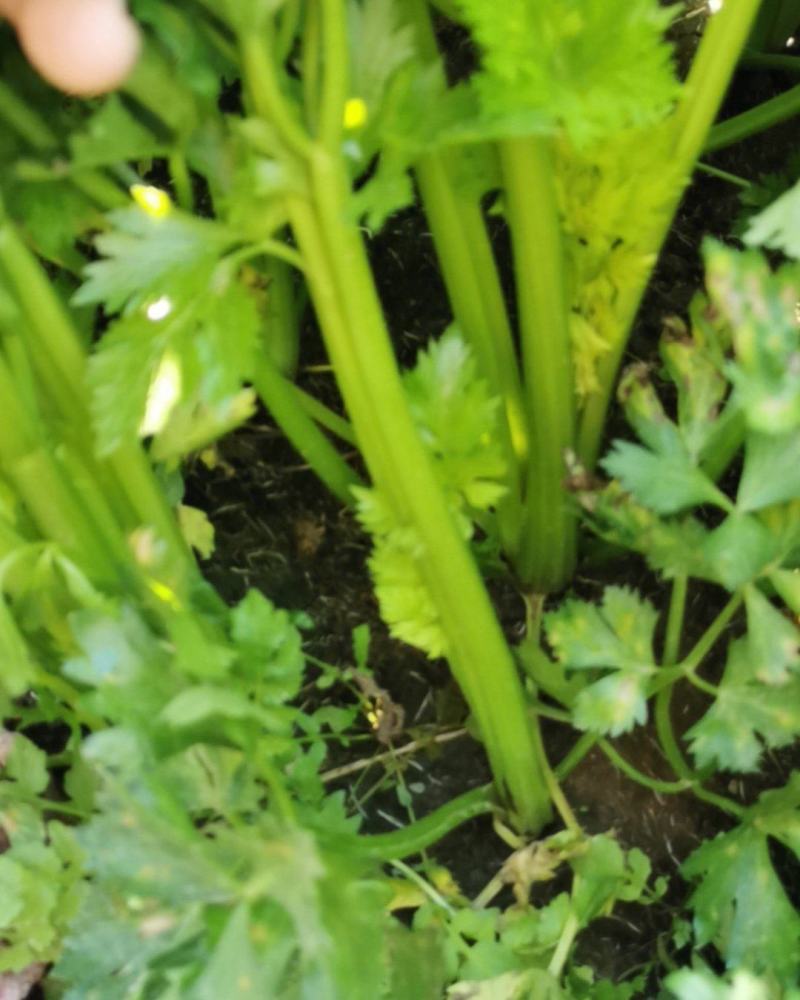 保定鲜內芹菜