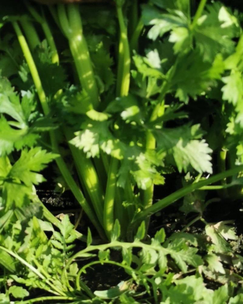 保定鲜內芹菜