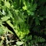 保定鲜內芹菜