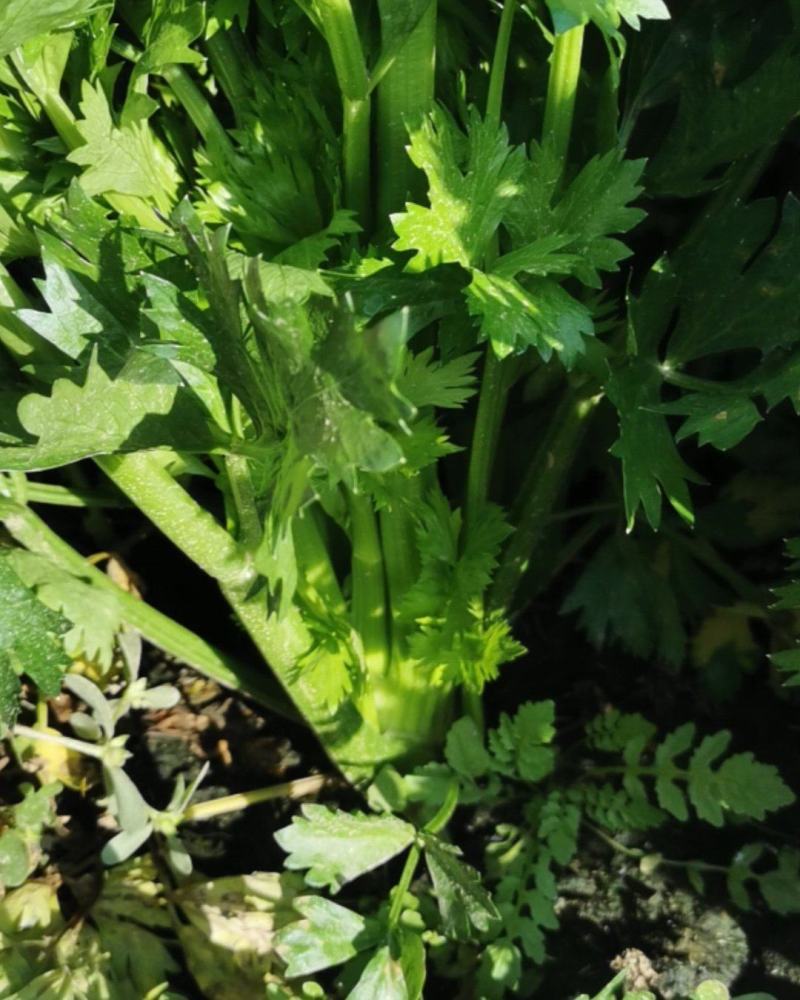 保定鲜內芹菜