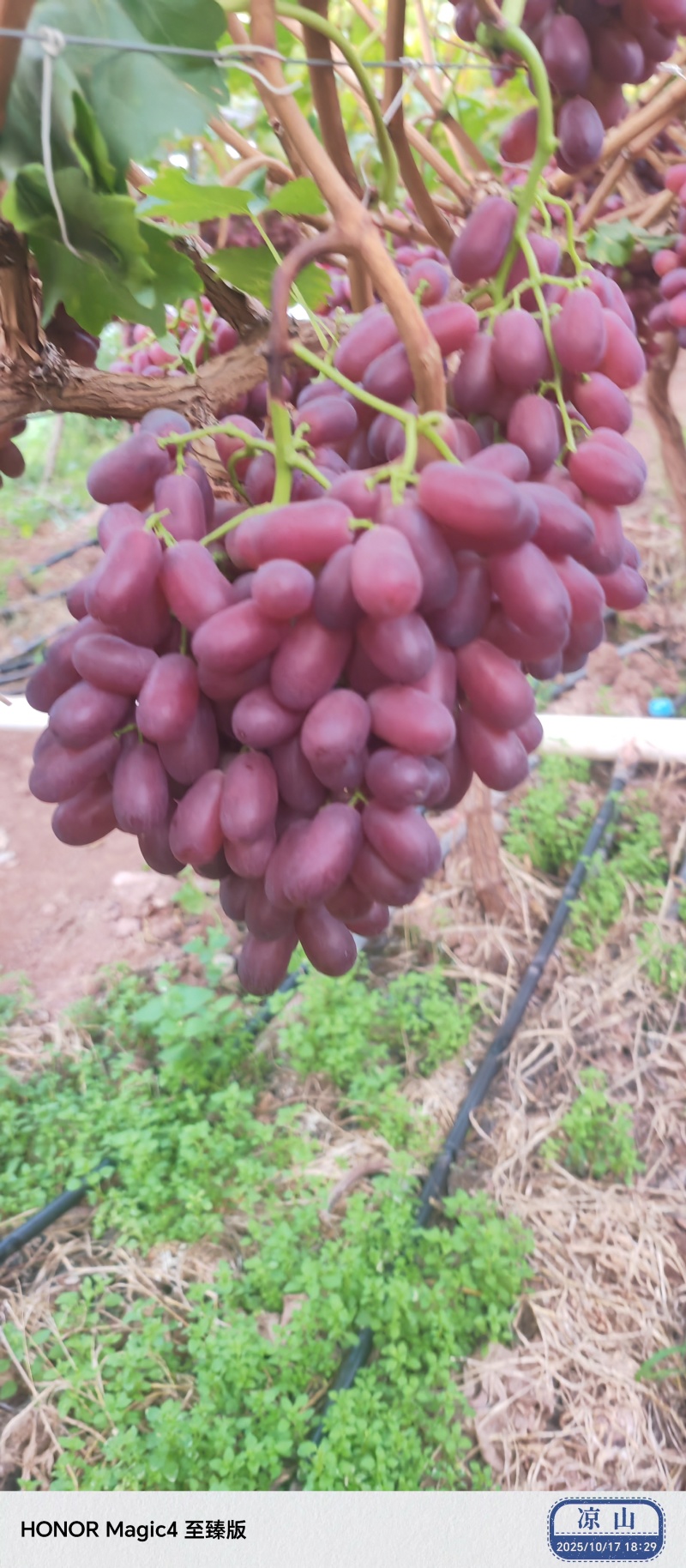 克伦生葡萄