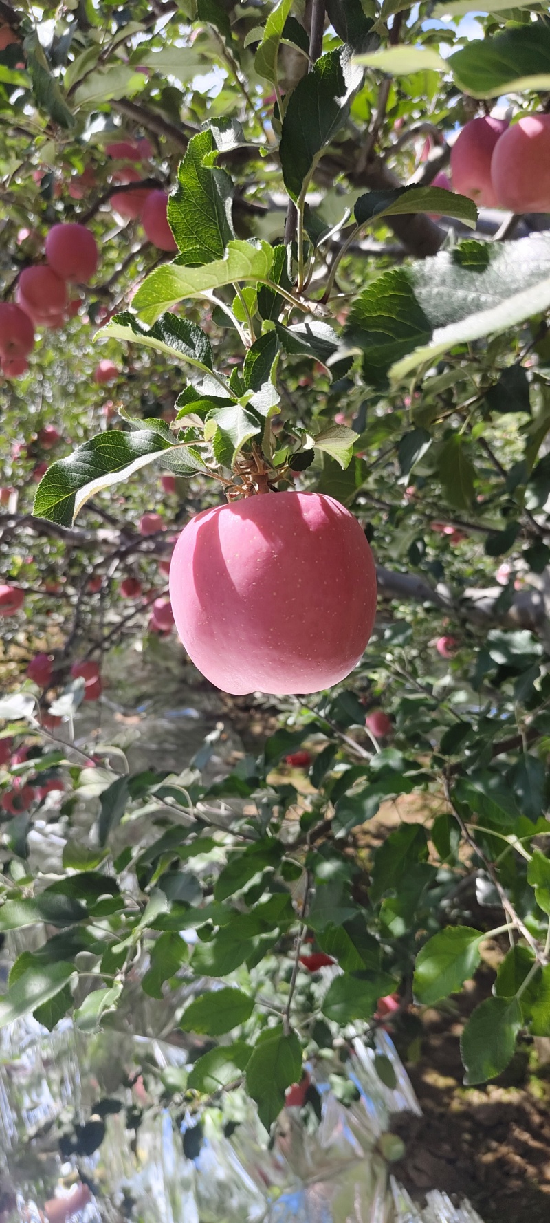 静宁红富士