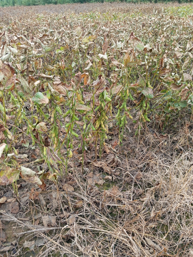 黄豆