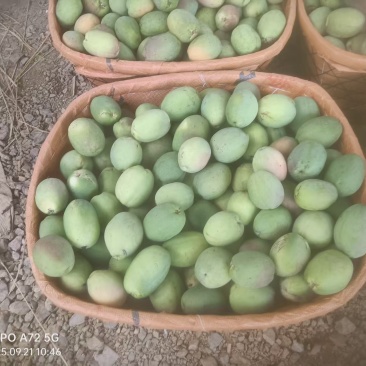 云南大理洱源酸木瓜