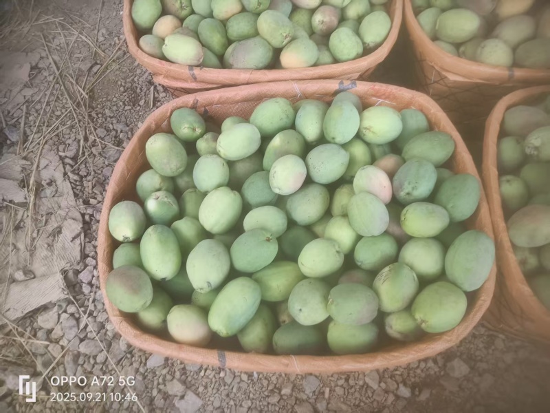 云南大理洱源酸木瓜