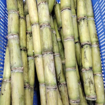 云南玉脆甘蔗