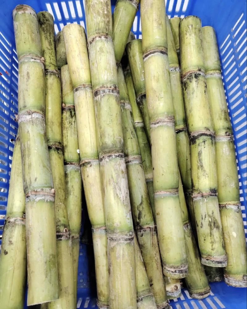 云南玉脆甘蔗