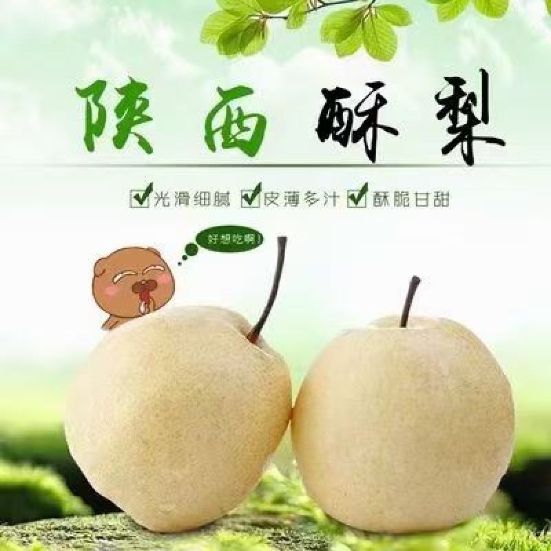 陕西蒲城酥梨