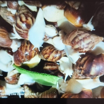 白玉蜗牛