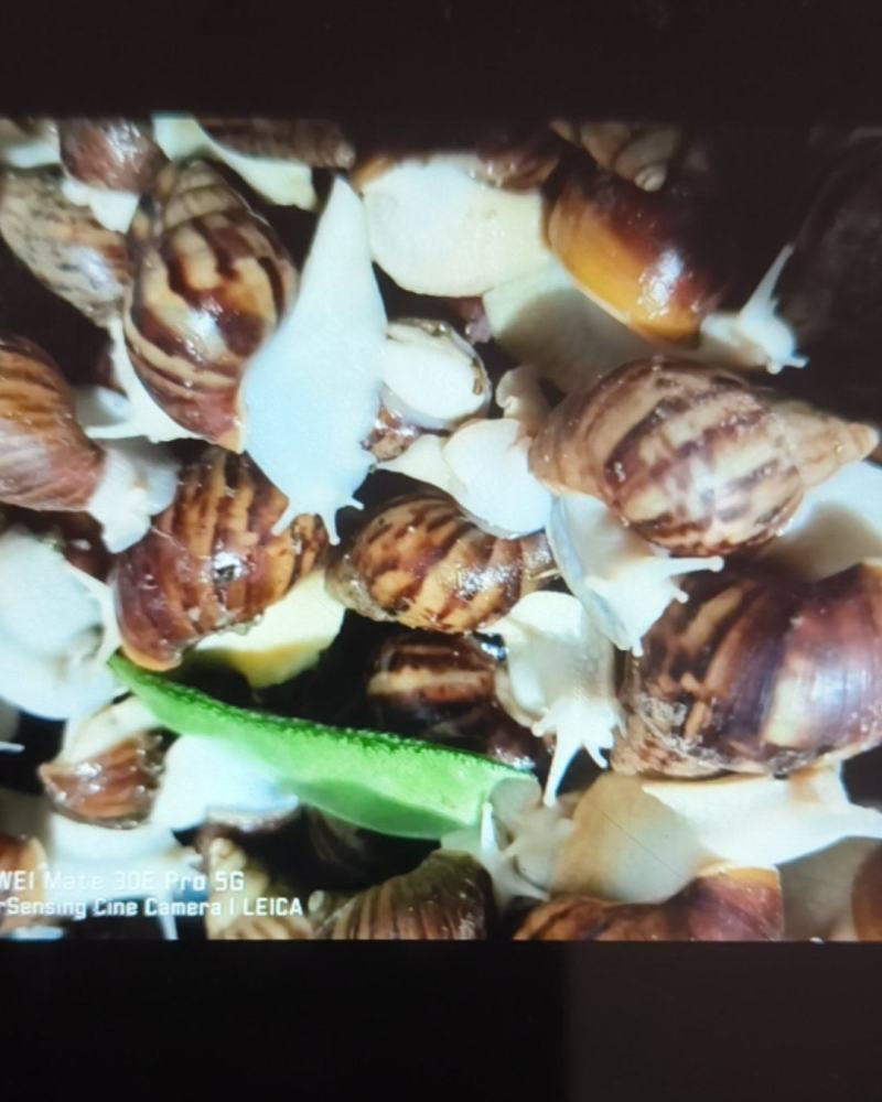 白玉蜗牛
