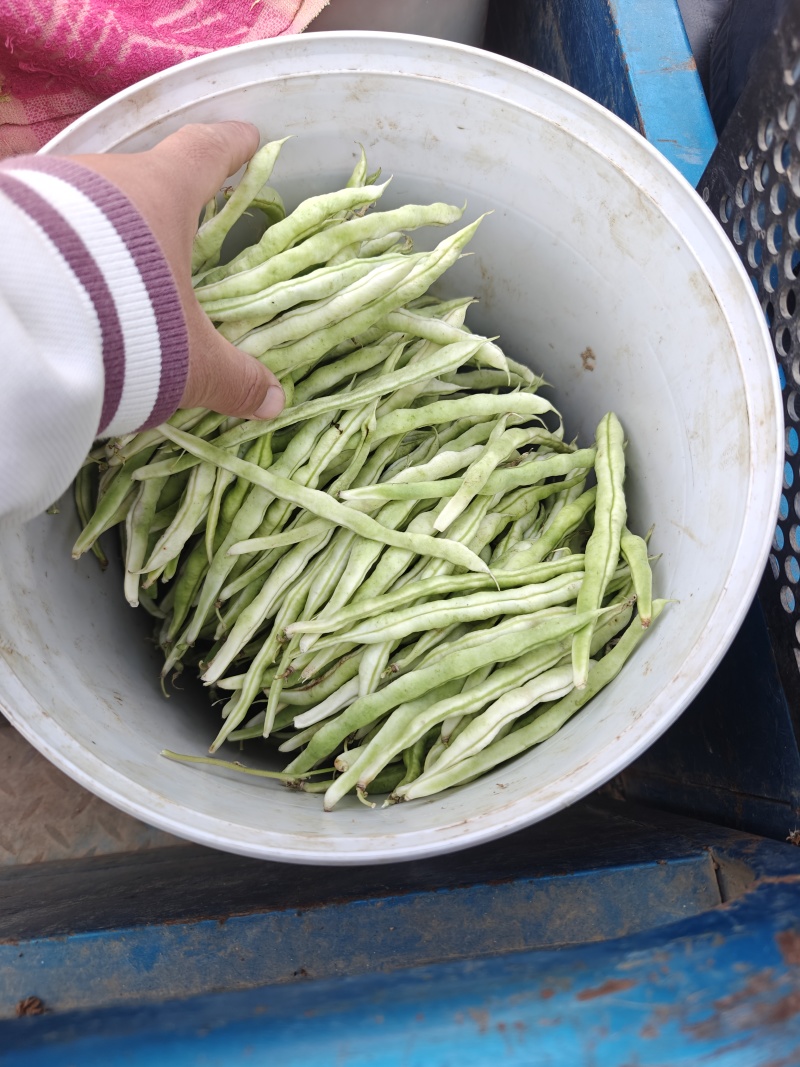 白不老
