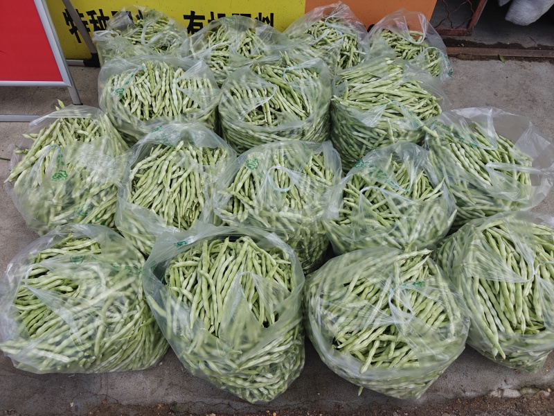 白不老
