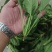 菠菜