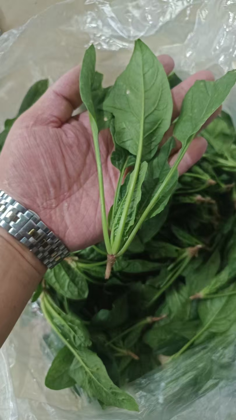 菠菜