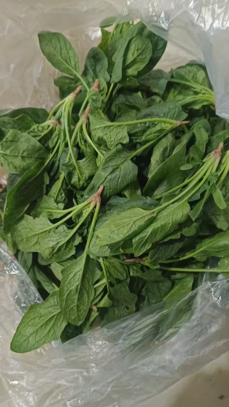 菠菜