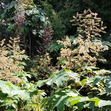 正宗通花木，通通木，通草