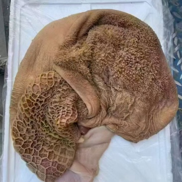 生牛肚