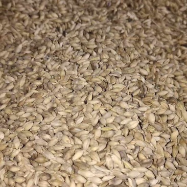 青稞