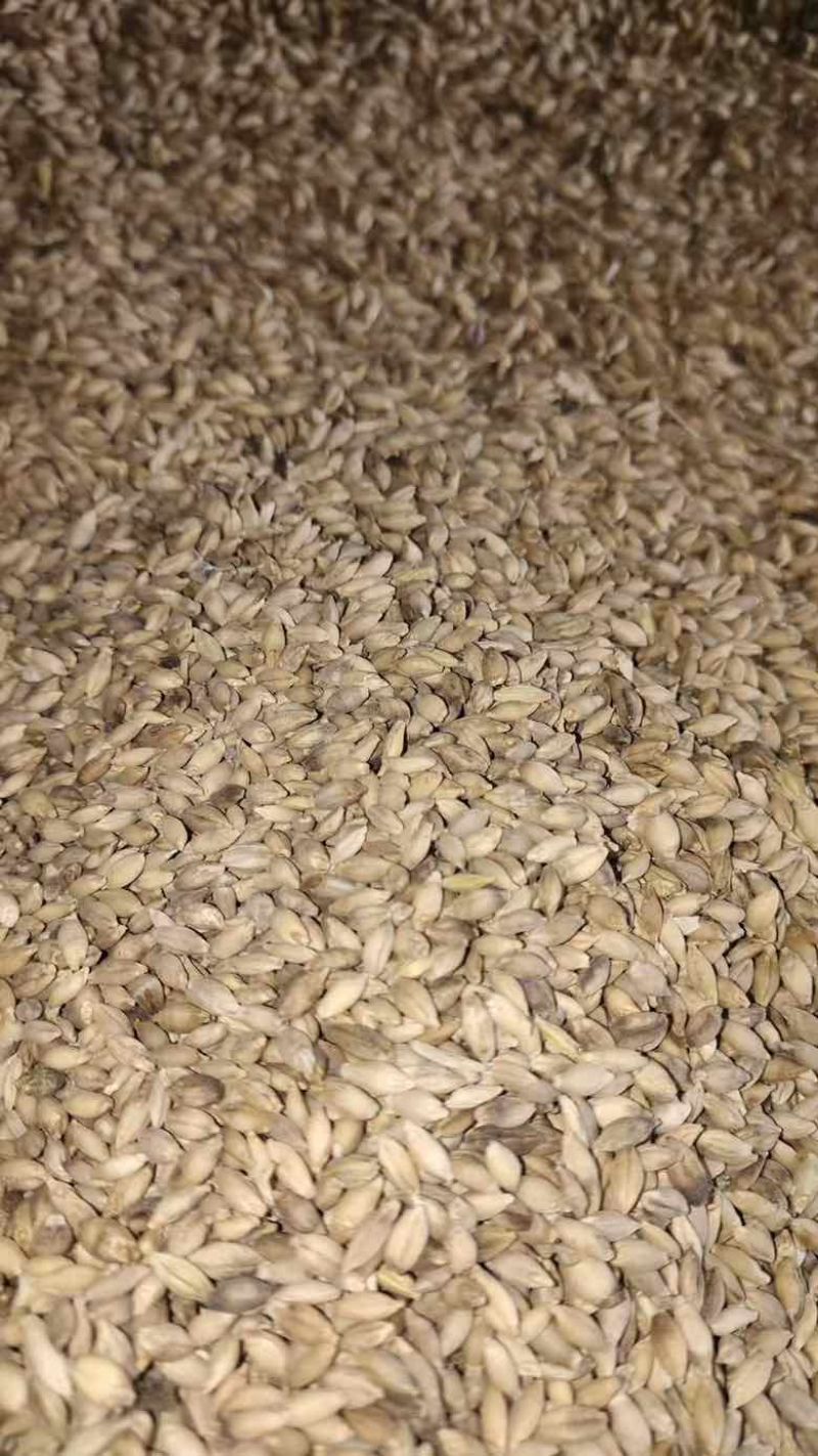 青稞