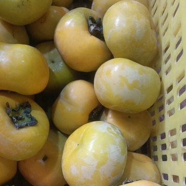 广西恭城柿柿
