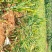 生姜山东2号