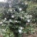 茶花（赤丹和白雪塔）
