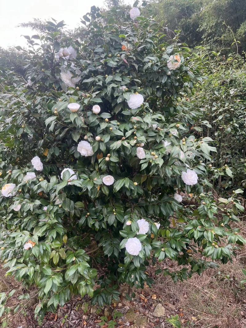 茶花（赤丹和白雪塔）