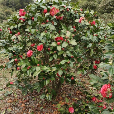 茶花（赤丹和白雪塔）