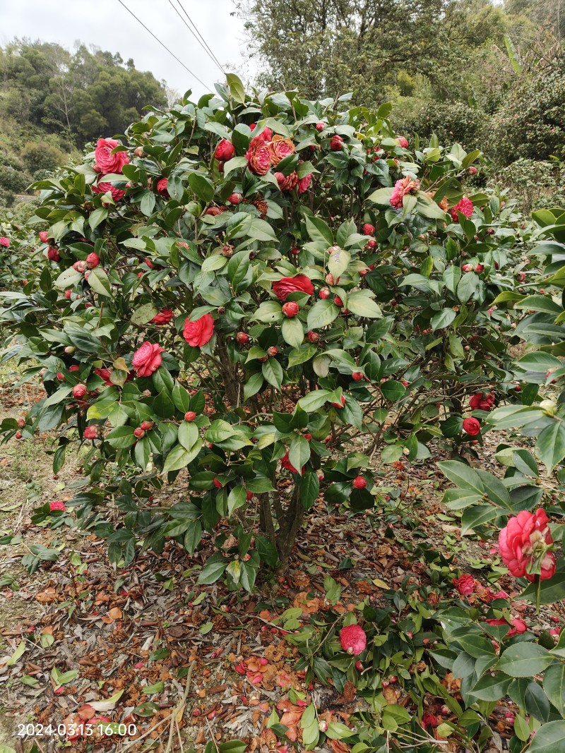茶花（赤丹和白雪塔）