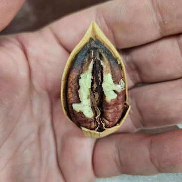 碧根果电商一件代发有量你就来