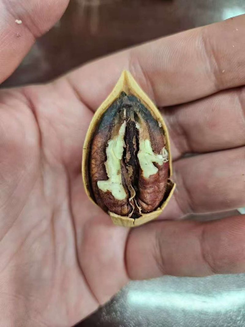 碧根果电商一件代发有量你就来