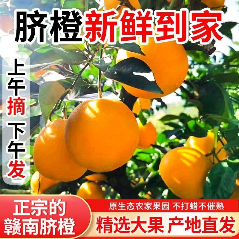 赣南脐橙正宗脐橙皮薄肉厚甜橙