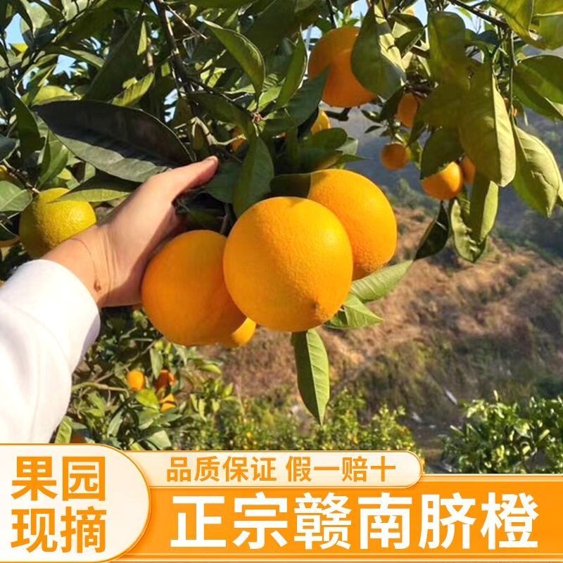赣南脐橙正宗脐橙皮薄肉厚甜橙