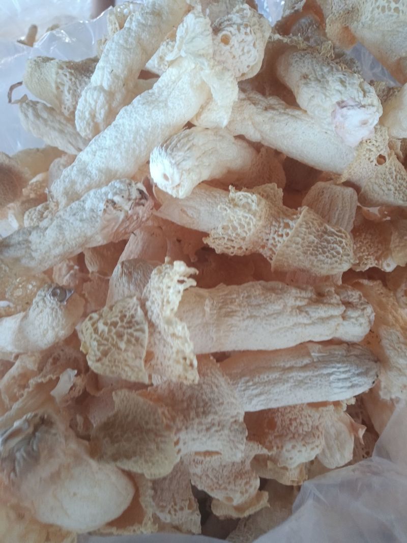 贵州红托竹荪
