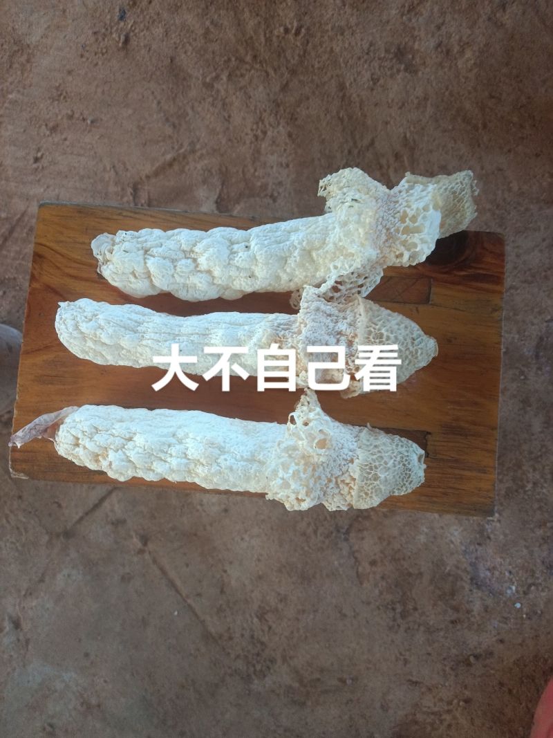 贵州红托竹荪