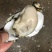 牡蛎批发，精品生蚝，乳山生蚝源头发货，一件发货福建生蚝
