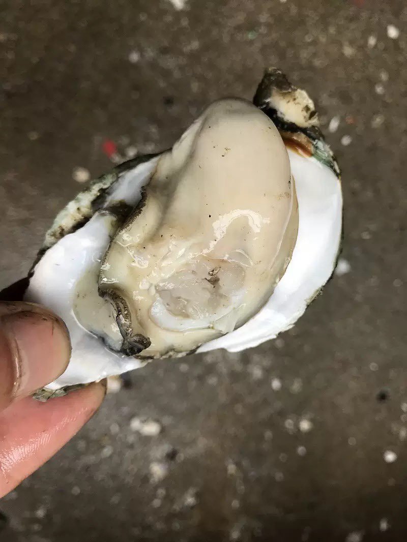 牡蛎批发，精品生蚝，乳山生蚝源头发货，一件发货福建生蚝