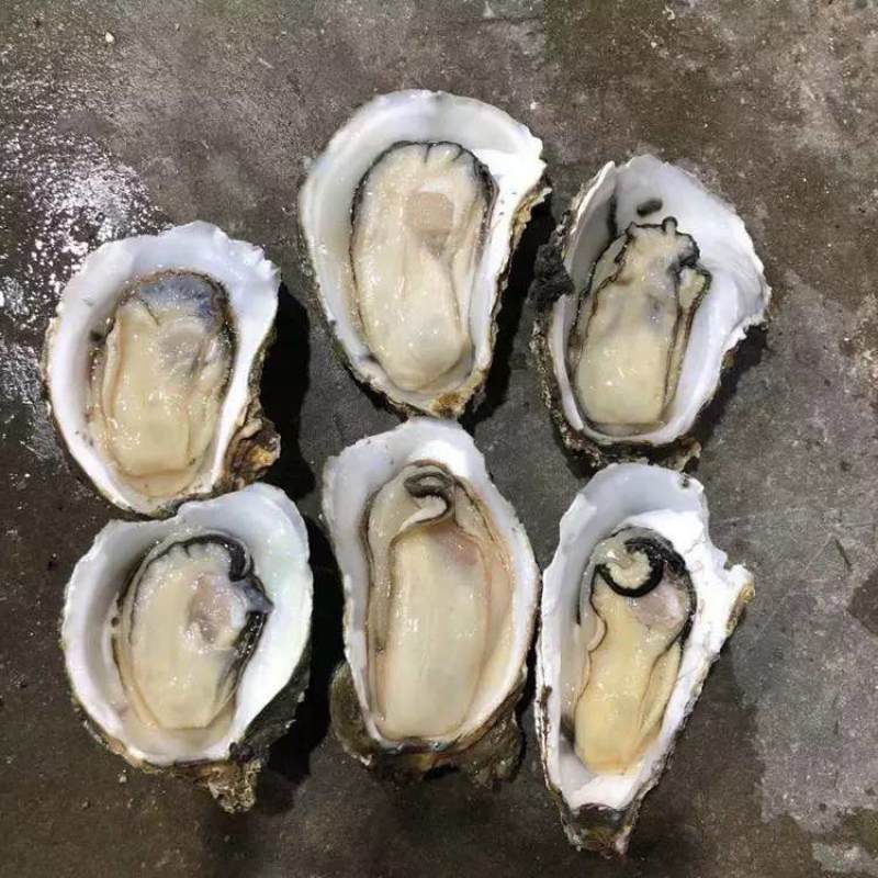 牡蛎批发，精品生蚝，乳山生蚝源头发货，一件发货福建生蚝