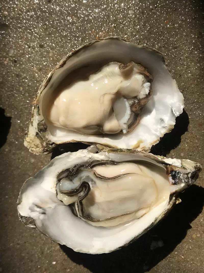牡蛎批发，精品生蚝，乳山生蚝源头发货，一件发货福建生蚝