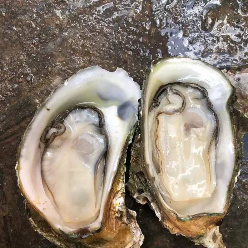 牡蛎批发，精品生蚝，乳山生蚝源头发货，一件发货福建生蚝