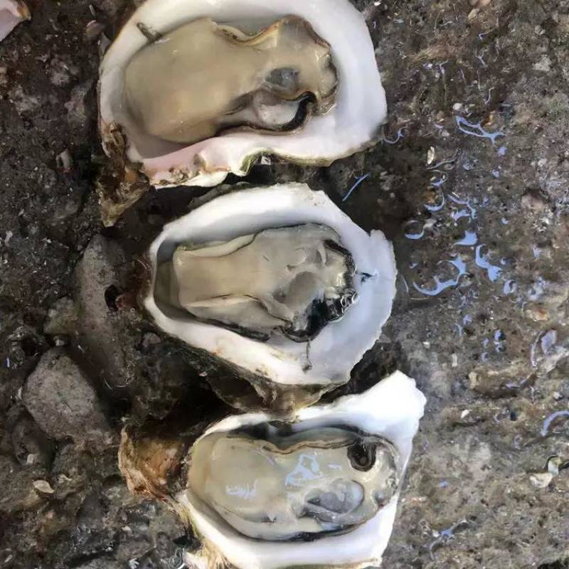 牡蛎批发，精品生蚝，乳山生蚝源头发货，一件发货福建生蚝