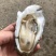 牡蛎批发，精品生蚝，乳山生蚝源头发货，一件发货福建生蚝