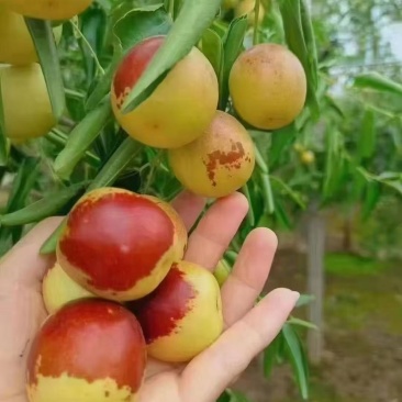 沾化冬枣