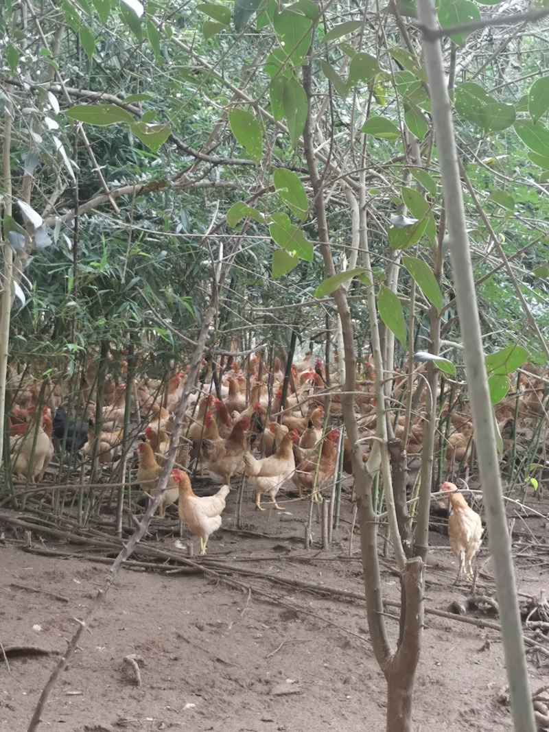 自家散养土鸡蛋