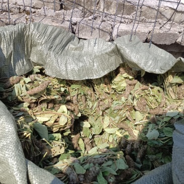 狸尾草大量现货供应