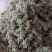 狸尾草大量现货供应