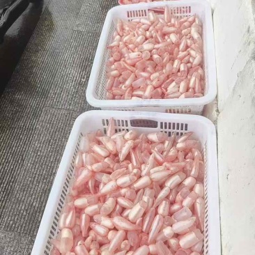 鲤鱼泡放气