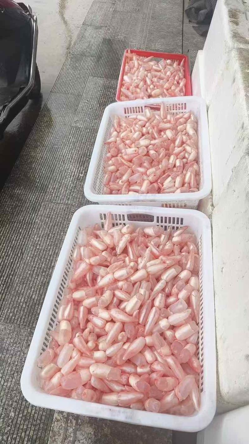 鲤鱼泡放气