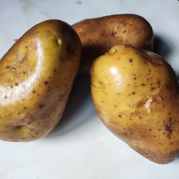 恩施土豆