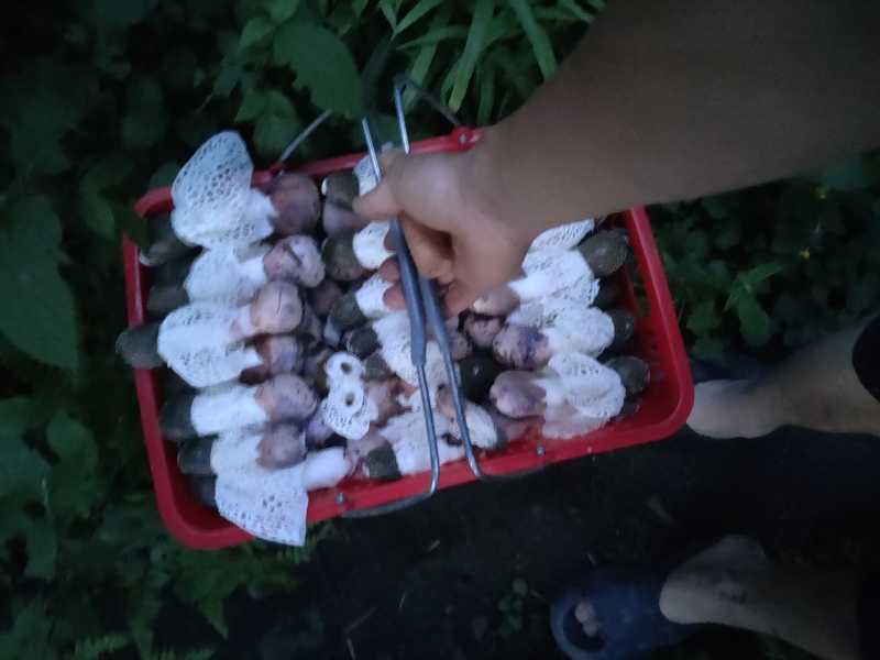 贵州织金竹荪